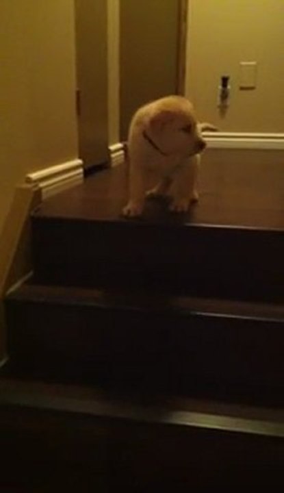 Une chienne montre à son bébé comment faire pour descendre les escaliers