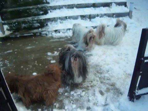SHIHS TZUS A LA NEIGE