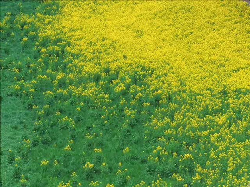 GETİRDİLER HULLEYİ