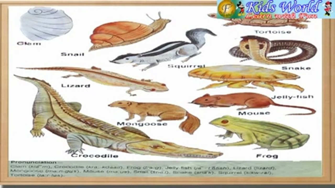 Other Animals.mp4