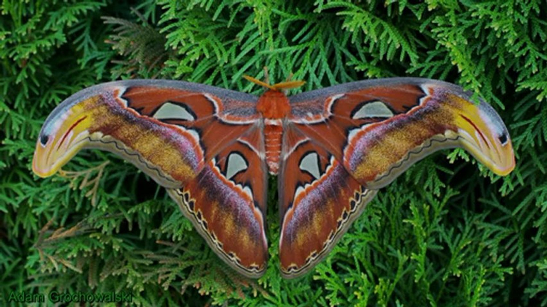 Attacus atlas moth full cycle.mpg