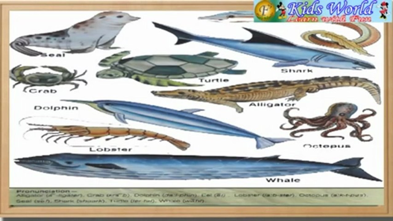 Sea Animals.mp4