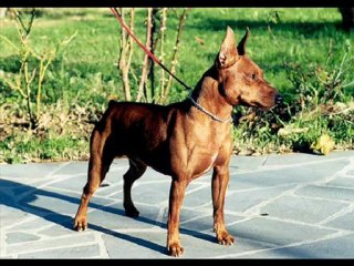 tutte le razze di cani del mondo parte 2