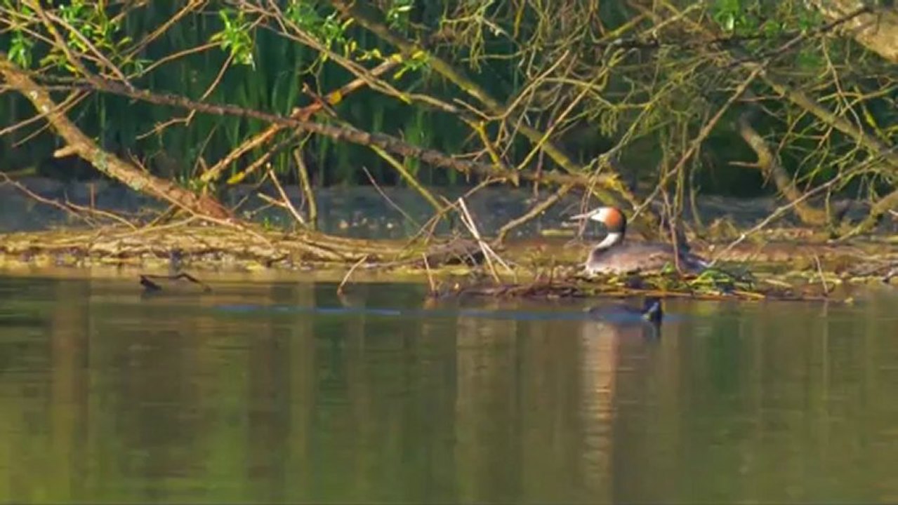 Parade Nuptiale Grèbe Huppé
