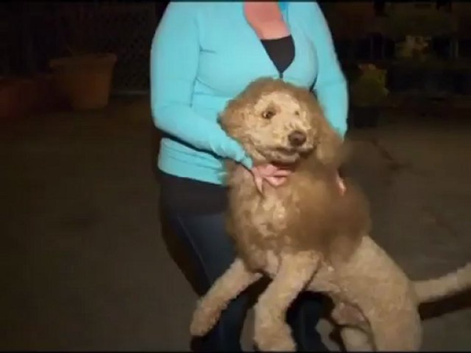 El perro que parece un león