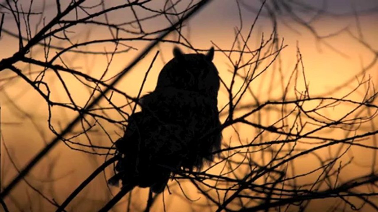 Un matin d'hiver