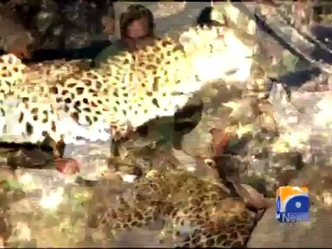 Geo Report-Cheetah's Come out in Snowfall-21 Feb 2012.mp4