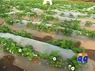 Geo Reports- Strawberries In Islamabad- 22 Mar 2012.mp4