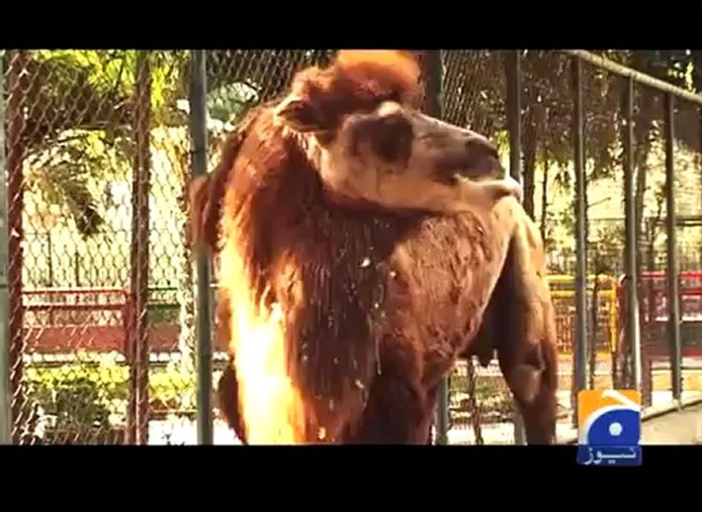 Geo Reports-Baby Camel in Karachi Zoo- 16 Mar 2012.mp4