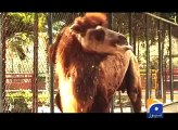 Geo Reports-Baby Camel in Karachi Zoo- 16 Mar 2012.mp4