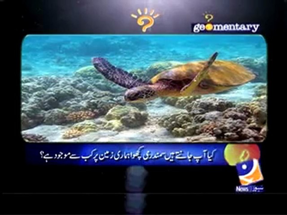 Geomentary Green turtle 186215 C2.mp4