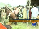 Heavy Prices of aminals at Lahore cattle market.mp4