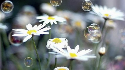 محمد البراك -Surah Al-Insan-واكواب كانت قواريرا