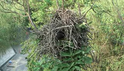 Животные-строители: "Научные принципы архитектуры животных"