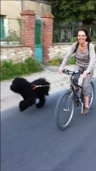 Entraînement cani VTT de Ginger la Briarde