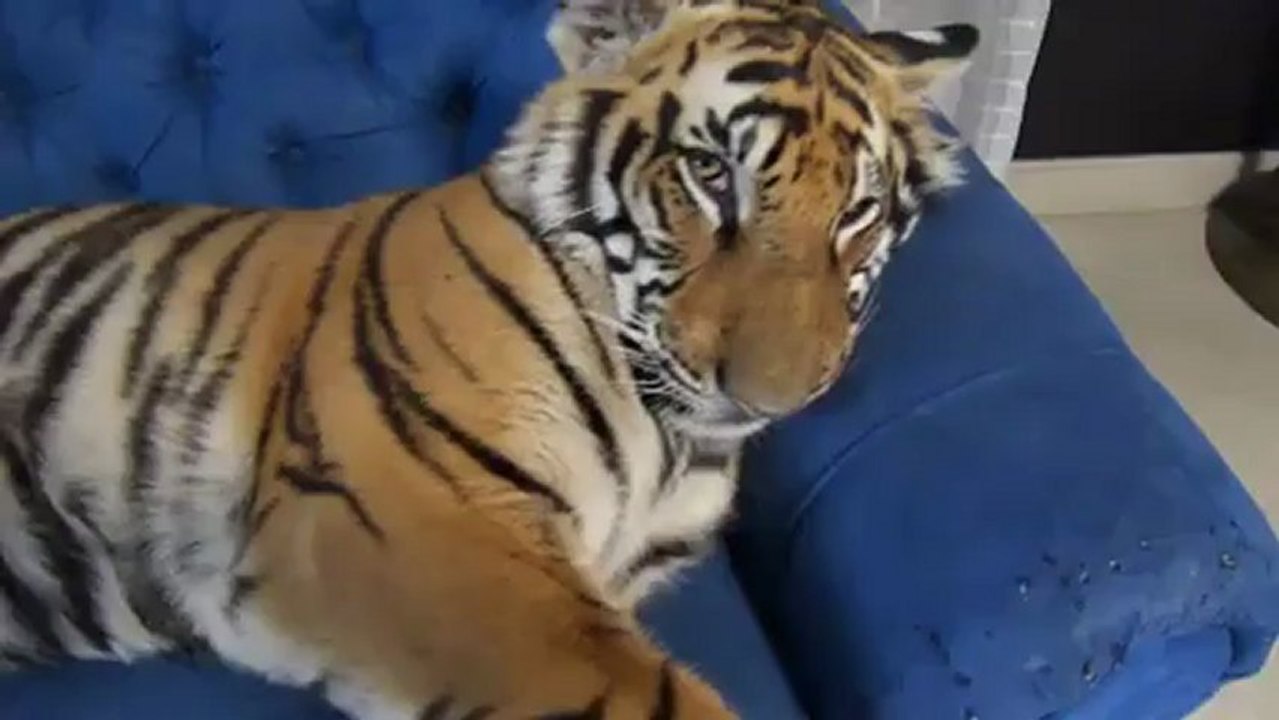 Un tigre dort sur le canapé !