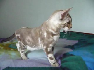 Magic Bengal Eden and Hémilio, 4 month 1/2