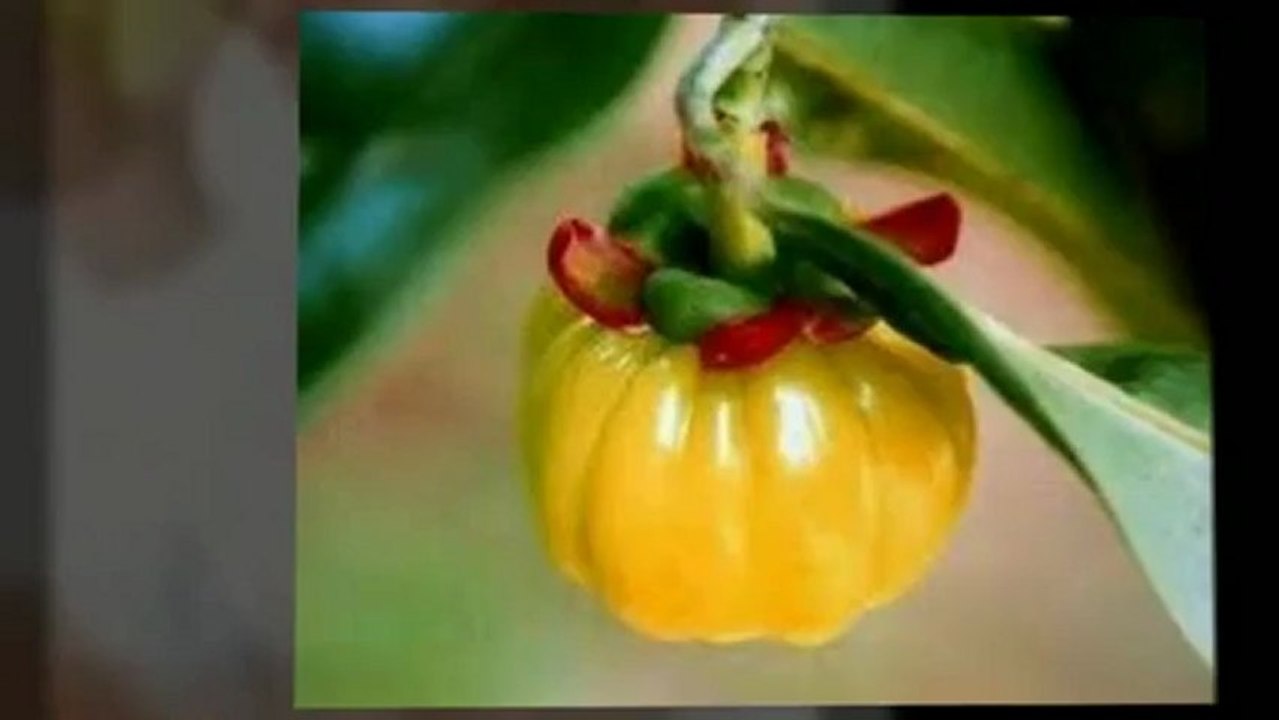 garcinia cambogia