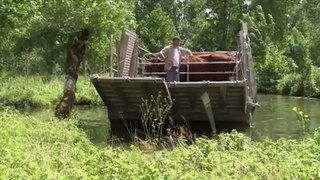 Découvrir et comprendre le Marais poitevin