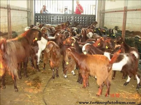 Halep kecileri,halep kecisi,halep kecileri satılık,satılık halep kecileri