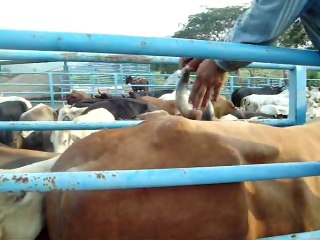 Poche de pus sur une vache