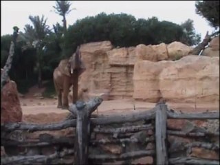 Pambo, el impresionante semental de elefante africano, en la Sabana de Bioparc