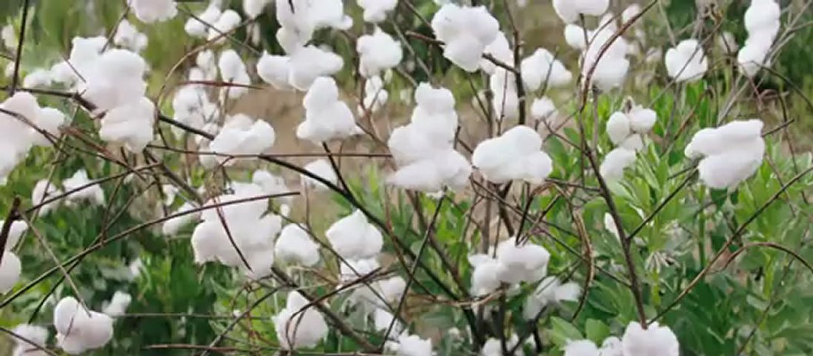 DJANGO, Ο ΤΙΜΩΡΟΣ (DJANGO UNCHAINED) - ALL BRAND NEW TRAILER