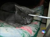 Polícia dos EUA procura autor de crueldade com gato