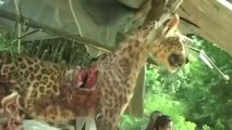 Assam  Leopards fall prey to human insensitivity.mp4