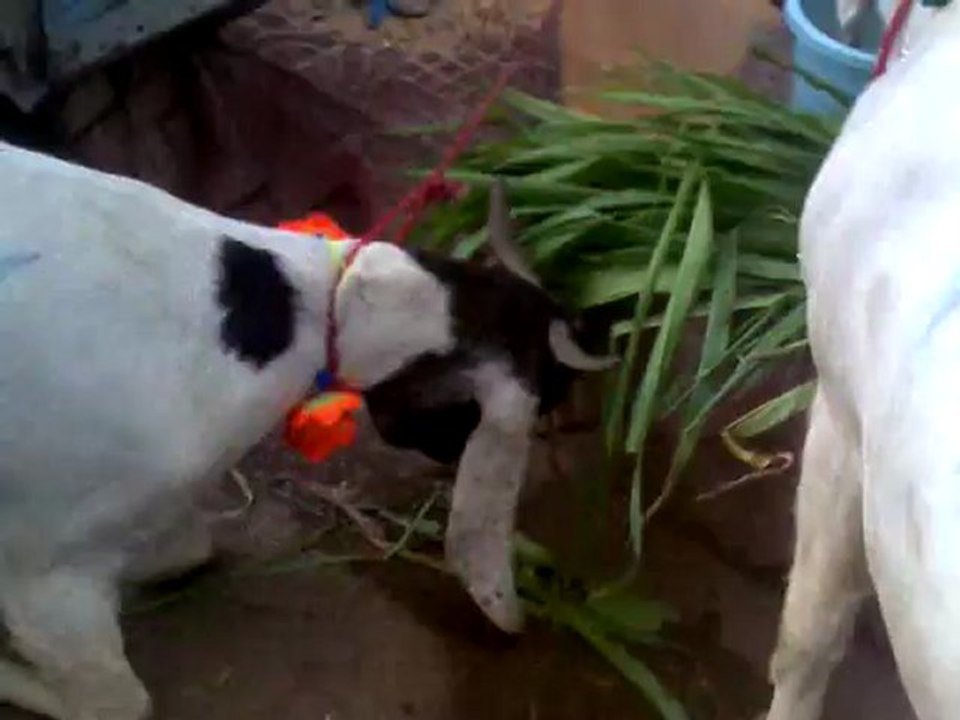 cow,2