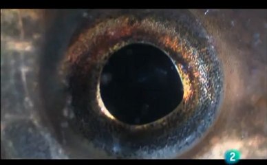 Tramo medio ríos (territorio del barbo)