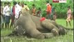 Elephant dies due to forest department apathy.mp4