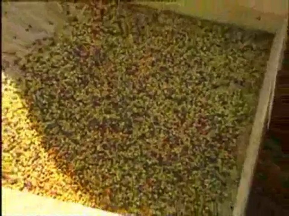 Polen  nasıl toplanır ne işe yarar - Soner GENEL