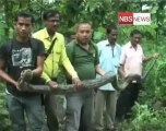 Homeless python takes shelter in residential among people in Assam.mp4