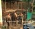 Incharge of Assam state zoo suspended two zoo keepers due to negligence.mp4