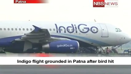 Indigo flight grounded in Patna after bird hit.mp4