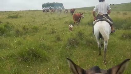 Ballade avec un vrai Gaucho