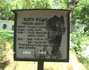 Leopard and Sloth Bear fair better at 2011 census.mp4