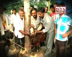 Milking male goat of Lucknow.mp4