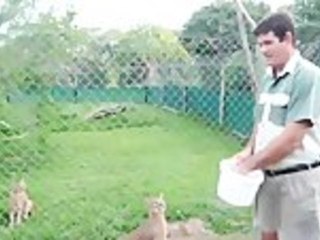 Caracals Can Jump Really High