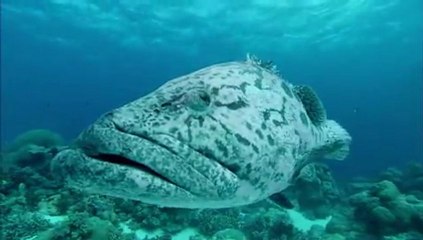 Büyük Bariyer Resifi: 1 - Doğanın Mucizesi