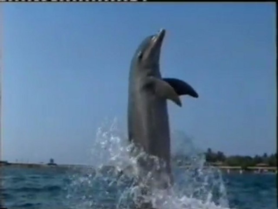 Delfines: Creatividad animal