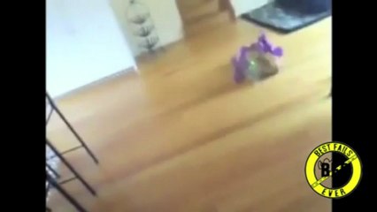 Best Fails Ever (Cat Fails Compilation)