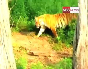 SC bans tourism in core areas of tiger reserves.mp4
