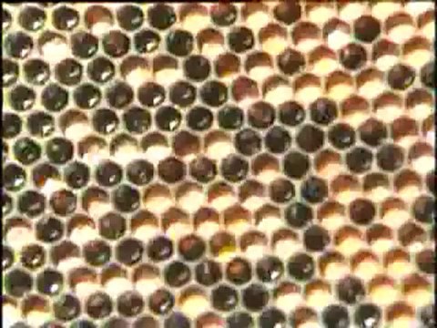 ANA ARI ÜRETİMİ Soner GENEL