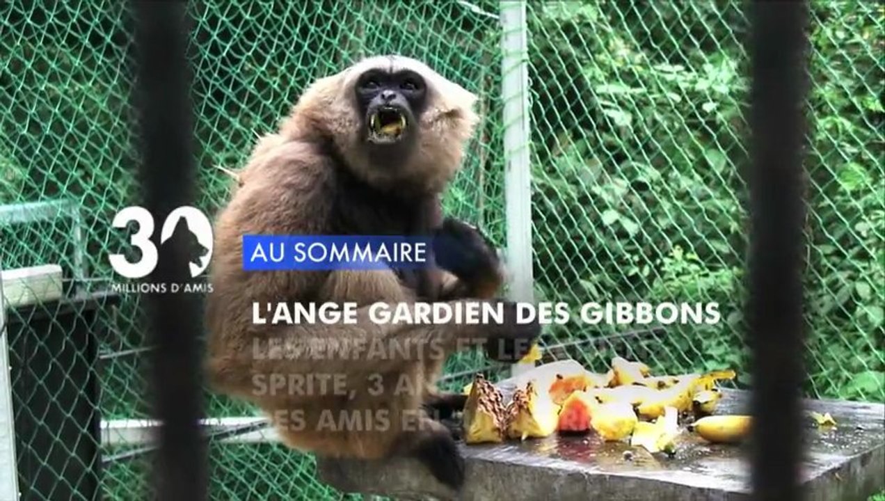 Sommaire émission 30 Millions d'Amis 12/1/2013