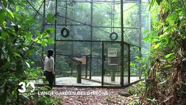 Les gibbons de Bornéo