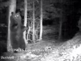 Une ourse filmée à Melles dans les Pyrénées