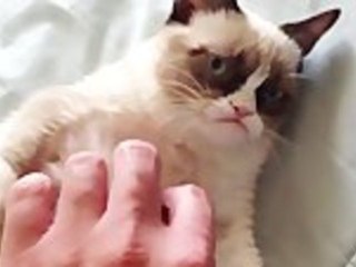 The Original Grumpy Cat