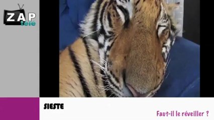 Zapping du net du 11 janvier 2013